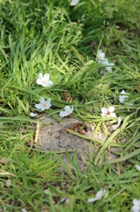 20120408桜 018