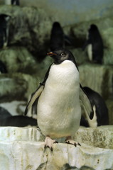 ペンギン王国４