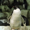 ペンギン王国４