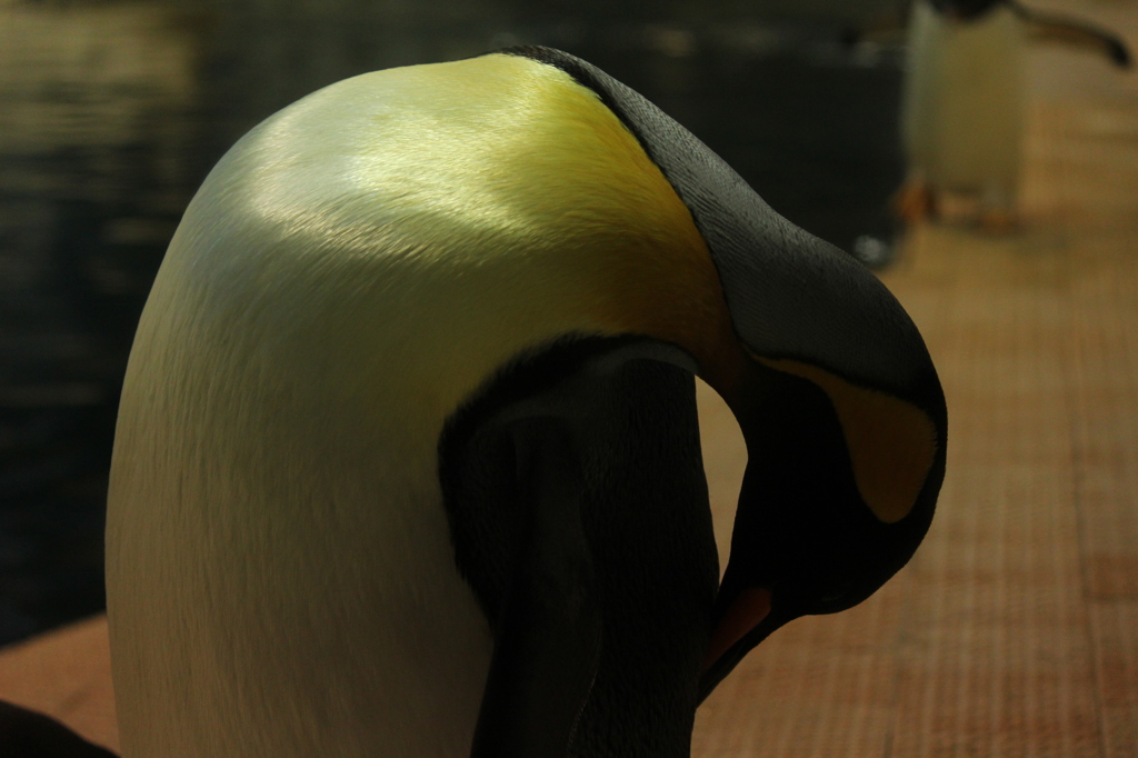 ペンギン王国３