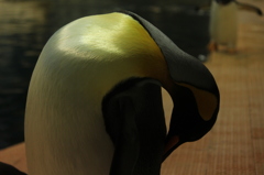 ペンギン王国３