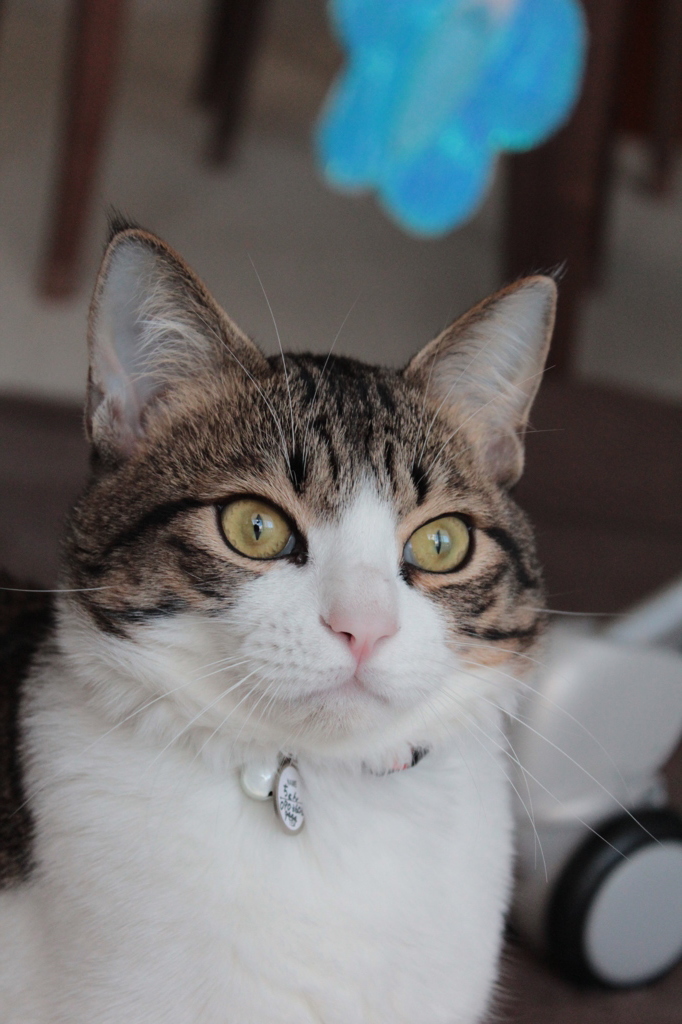 ねこじゃらしに飽きて