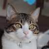 ねこじゃらしに飽きて