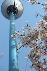20120408桜 014