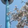 20120408桜 014