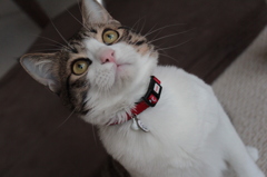 ねこじゃらしにつられて