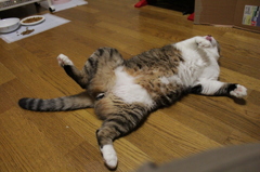 どーん