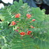 20111213鶴見緑地 098