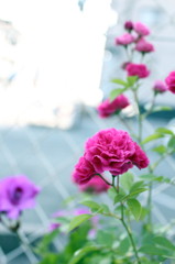 20120527 017 a