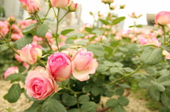 20120521 中之島公園 