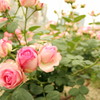 20120521 中之島公園 