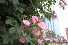 20120521 中之島公園 