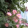 20120521 中之島公園 