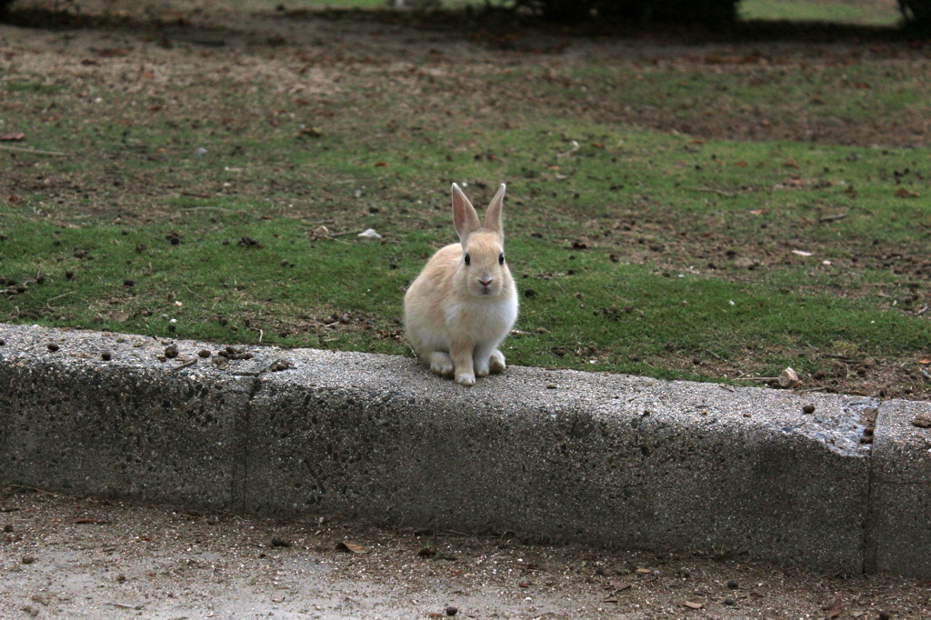 20120611 大久島 507 a