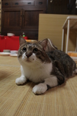 じー