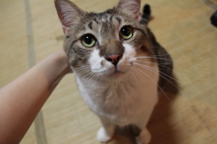 もふもふ