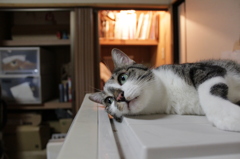 モデル猫