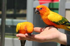 コゲネメキシコインコ２