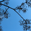 20111225 050