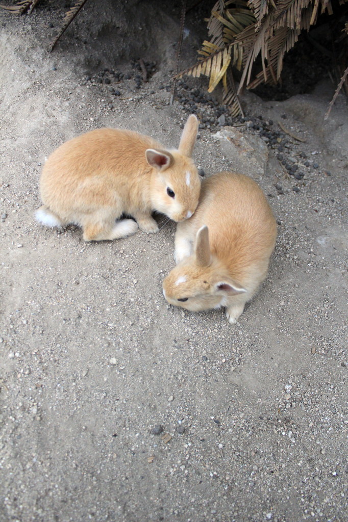 20120611 大久島 258 a