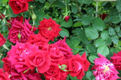 20120521 中之島公園 