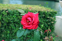 20120521 中之島公園 
