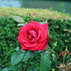 20120521 中之島公園 