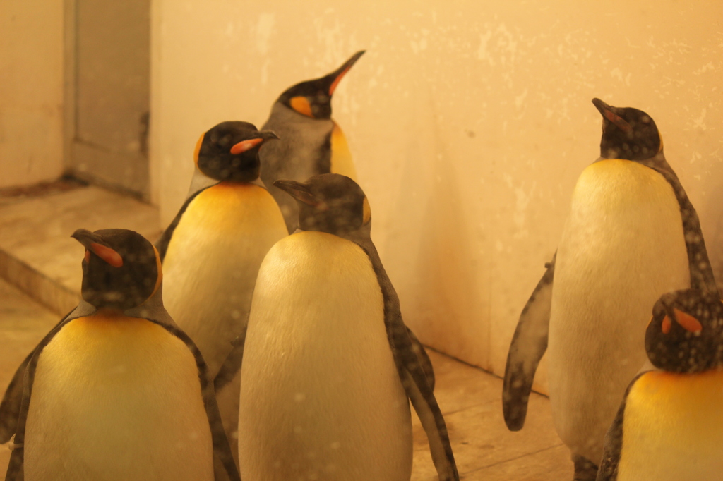 ペンギン王国