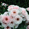 20120521 中之島公園 