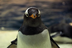 ペンギン王国２