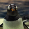 ペンギン王国２