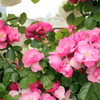 20120521 中之島公園 