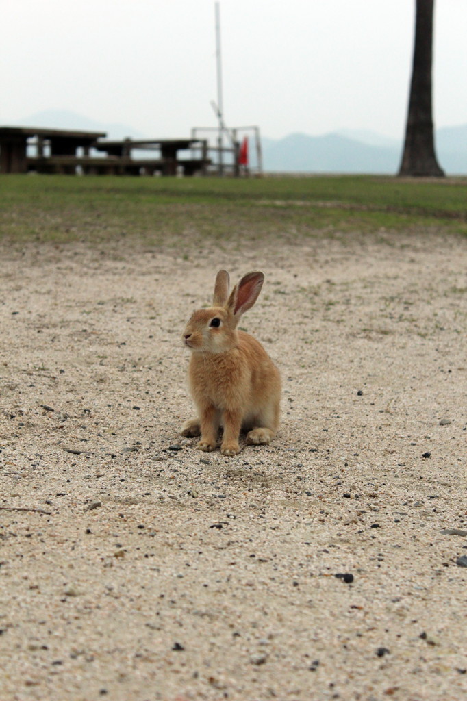 20120611 大久島 468 a