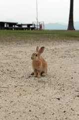 20120611 大久島 468 a
