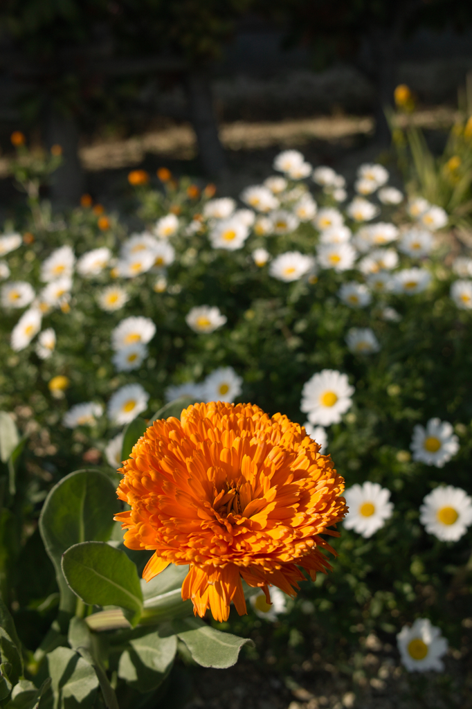 SDIM2260