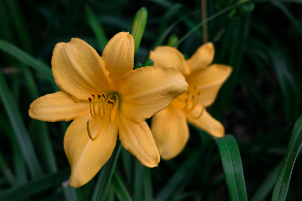 SDIM0528