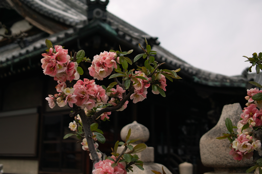 菩提寺の花　大阪・忠岡町にて