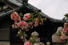 菩提寺の花　大阪・忠岡町にて