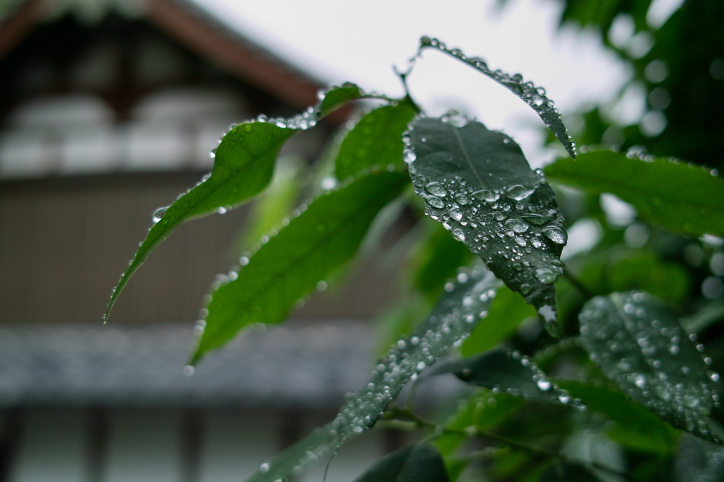 水滴と面影。