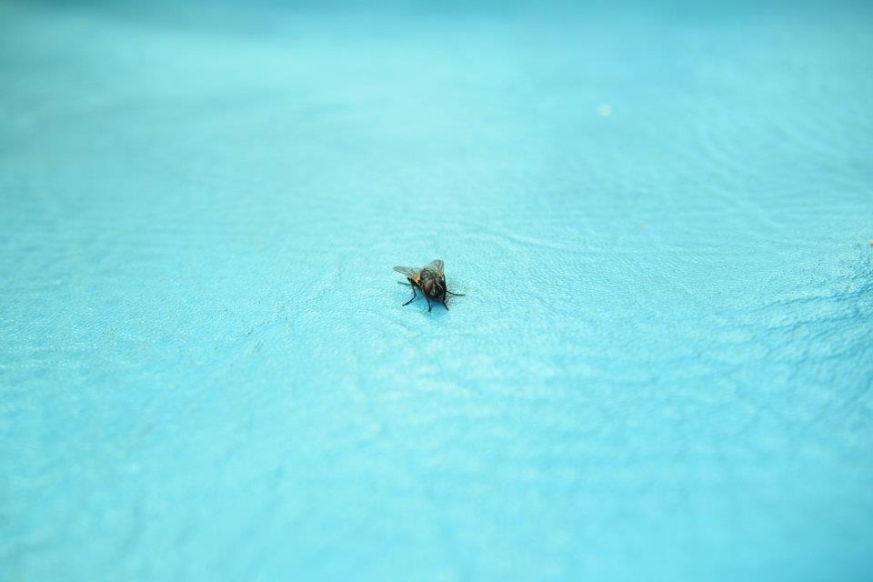 Fly Staring At Me
