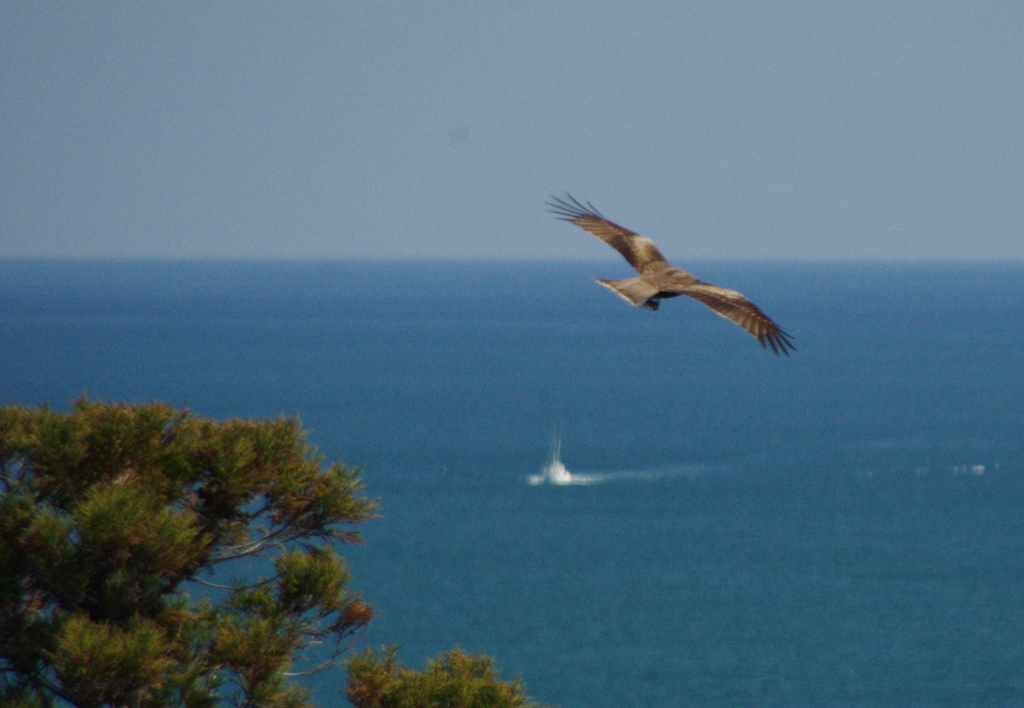 松と鳶