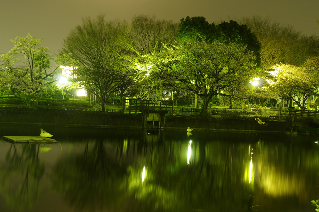 鹿沼公園の夜