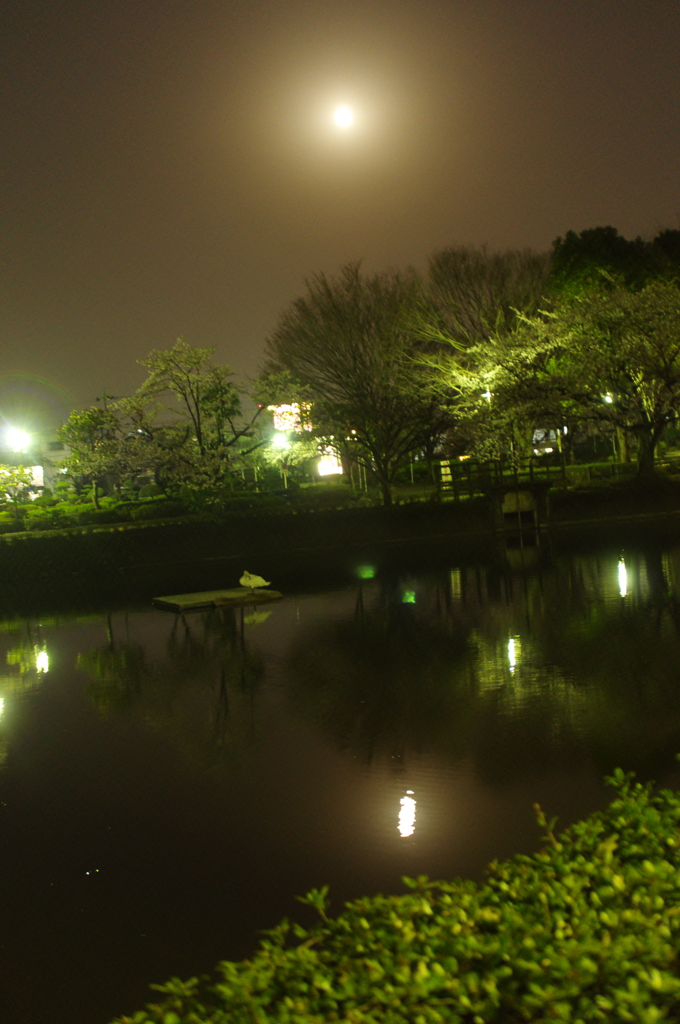 鹿沼公園の夜