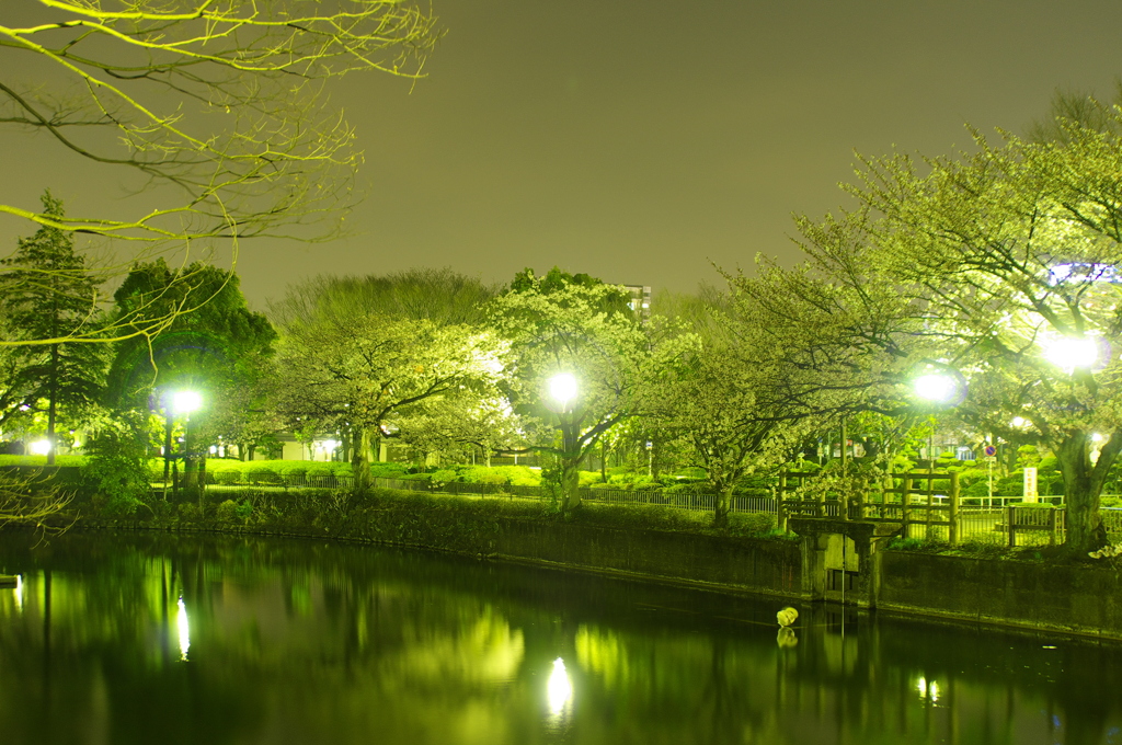 鹿沼公園の夜　別アングル