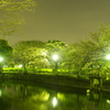 鹿沼公園の夜　別アングル