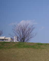 雲桜の四分咲き