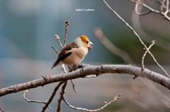 IMG_8913_CR_nEO