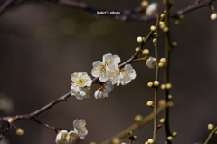 IMG_8853_CR_nEO