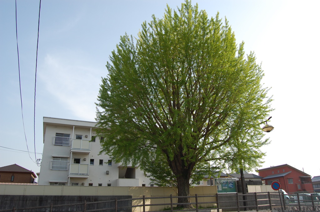 木と建物