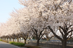 川沿いの桜